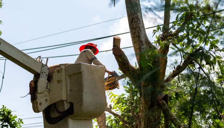 Tree care and maintenance taking place in Minneapolis, Minnesota