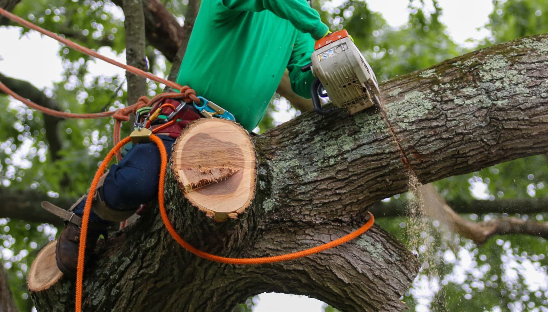 Tree removal expert wears green shirt while tree trimming