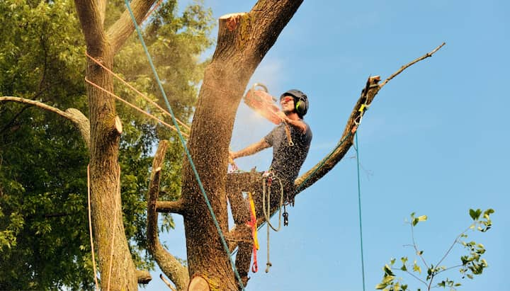 Professional tree removal uses hand saw to hack down stump