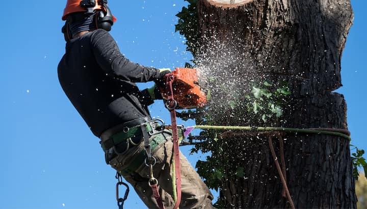 Contractor in Minneapolis, Minnesota cuts down tree stump