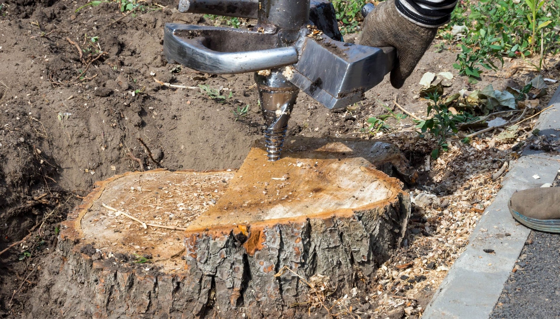 Professional tree stump removal services in Minneapolis, Minnesota